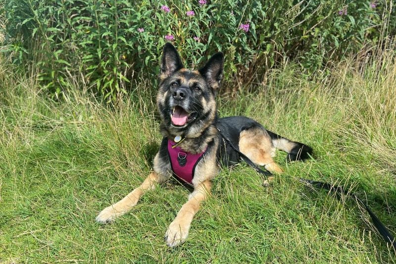 Daphne is a German Shepard Cross can be a bit stand-offish at first, but becomes sweet once you get to know her