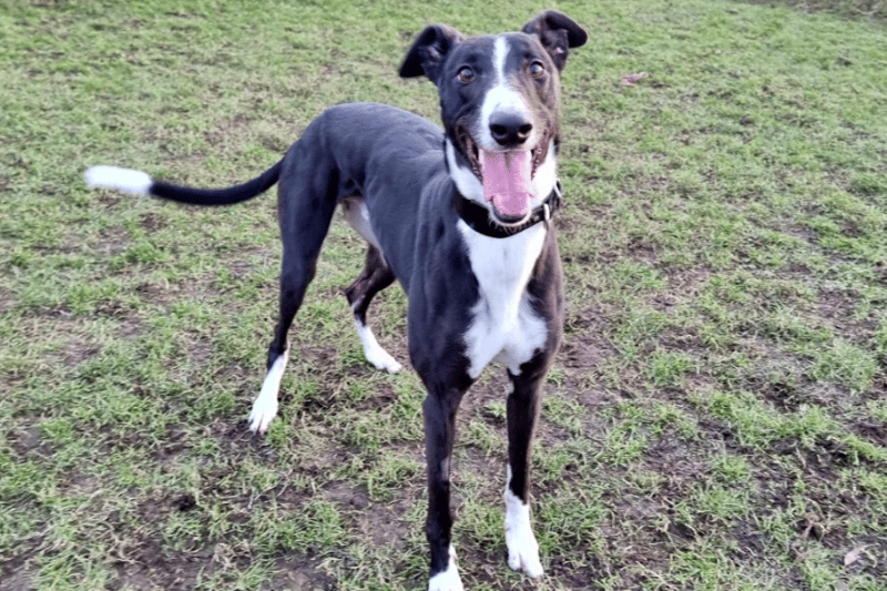 Ryan can be rehomed with children 10+ and other dogs, but no cats or small animals.  Ryan is a beautiful soul with the best smile, who adores spending his time with people. He is pleasant and confident, and an all-round good boy!  Ryan is a real people-pleaser and has been a pleasure to look after. He has previously had an injury to his leg which, sadly, he does now require lifelong pain medication for.
