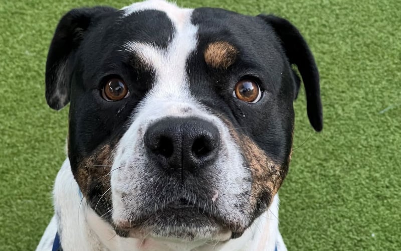 Rocky is a three-year-old old tyme bulldog who came to Battersea because his owners could no longer care for him. He was quite worried when he initially arrived at the charity, but has shown more of his loveable personality as he’s settled in. Rocky is looking for patient owners who can give him the care and affection he deserves.