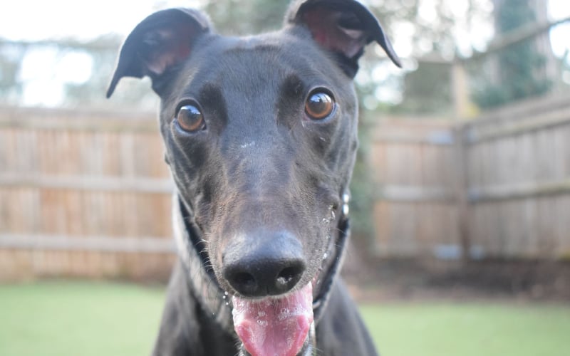 Twinkle is a one-year-old greyhound who is excitable and loves to greet people with a bounce and some toe tapping. She likes to play with her toys, but is equally happy lounging in bed or going for a chilled walk. Twinkle would need a home with a secure garden and to be the only pet in her abode.