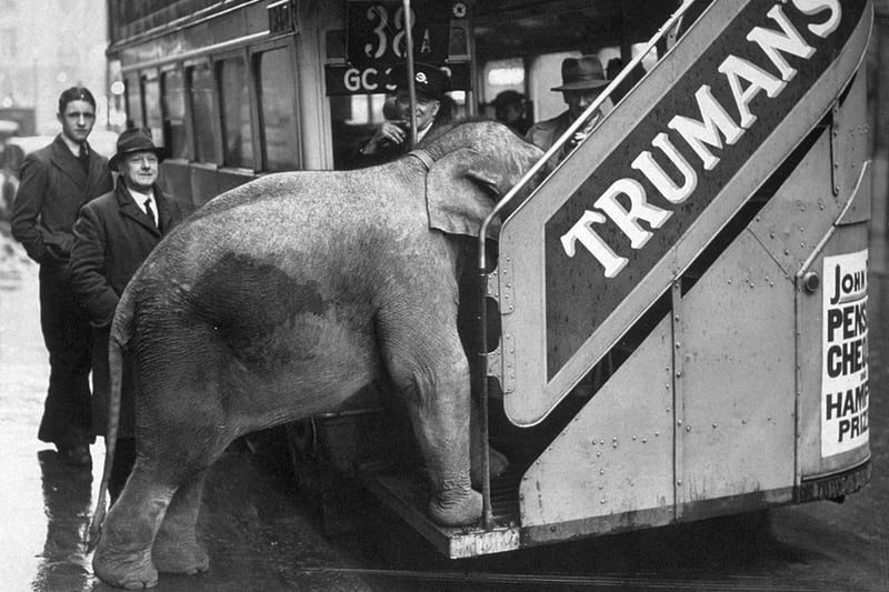 Comet, an elephant from Chessington, tries to board a bus in Shaftesbury Avenue, London.  Credit: Getty Images