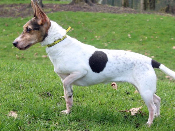 Tilly is a lovely Jack Russell who can live with other dogs and children over the age of 10. She's happy to be left alone for up to 6 hours without worry once she has settled in. She will need eye drops multiple times throughout the day.
