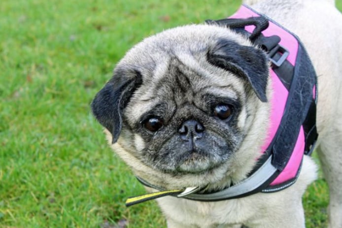 Misty is an adorable little pug who can live with other dogs and children over the age of 8. She is house trained and can be left alone for a few hours without worry.