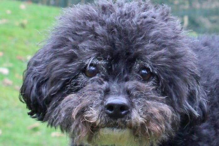 Holly is a Poodle cross who arrived after the rescue centre after her owner passed away. Her ideal home would be a quiet environment as she is sensitive to loud noises and new situations. Holly mixes well with quiet dogs like herself and could probably live with a well matched friend. She is very wary of boisterous dogs and will do her best to take herself away from them. She is used to being groomed every eight to twelve weeks and her new owners must take the cost of that into account.