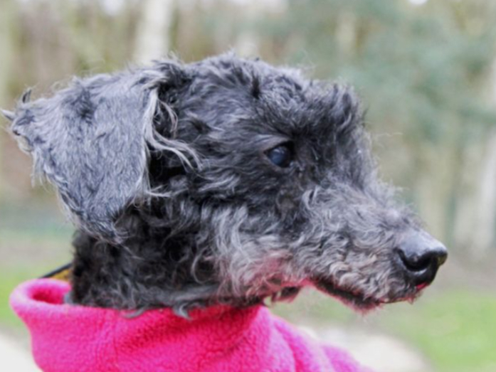 Tipsy is a 13-year-old Miniature Poodle looking for a quiet retirement home with no other pets. Children of high school age will be fine, and he is house trained and can be left alone for a couple of hours without worry.