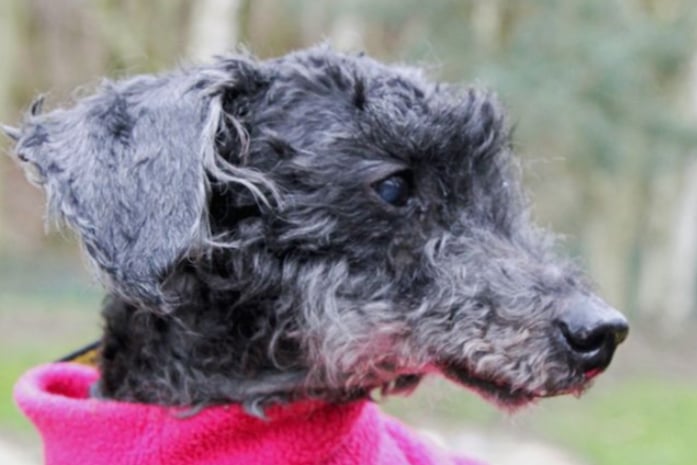 Tipsy is a 13-year-old Miniature Poodle looking for a quiet retirement home with no other pets. Children of high school age will be fine, and he is house trained and can be left alone for a couple of hours without worry.