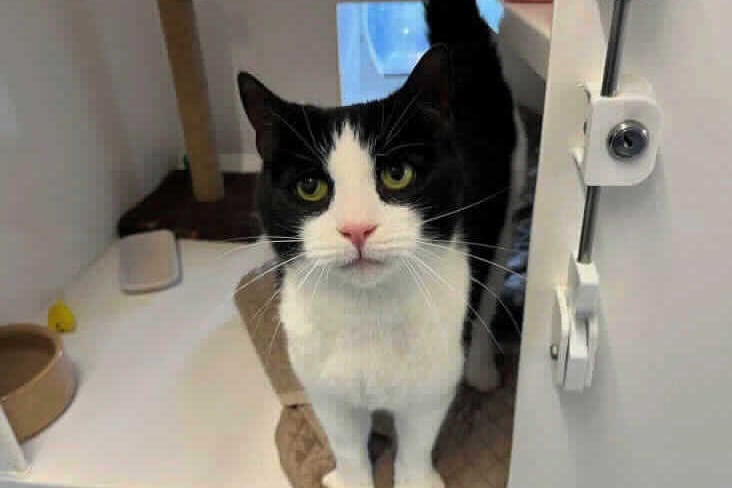 He is a vocal lad and he likes to meow and tell about his day. He might be able to live with another cat but not dogs. He can live with secondary age kids. He needs to go outside to explore. 