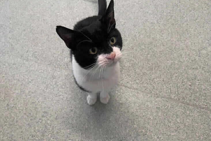This 5-year-old cat is a chatty boy who can live with primary age children, a friendly dog, and maybe another cat too.  He likes to talk about his day and loves having fuss. 