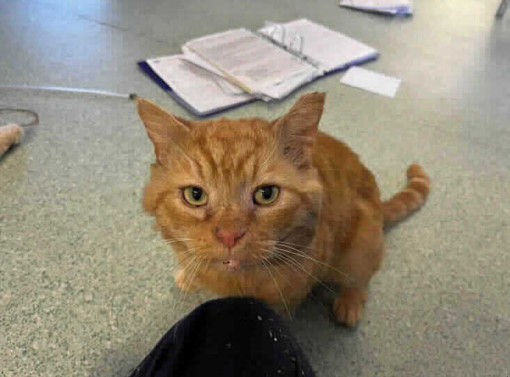 He is a sweet boy but sadly, has FIV. He needs to be a housecat. He loves his creature comforts and can often be found chilling out on his bed. He can live with children. 
