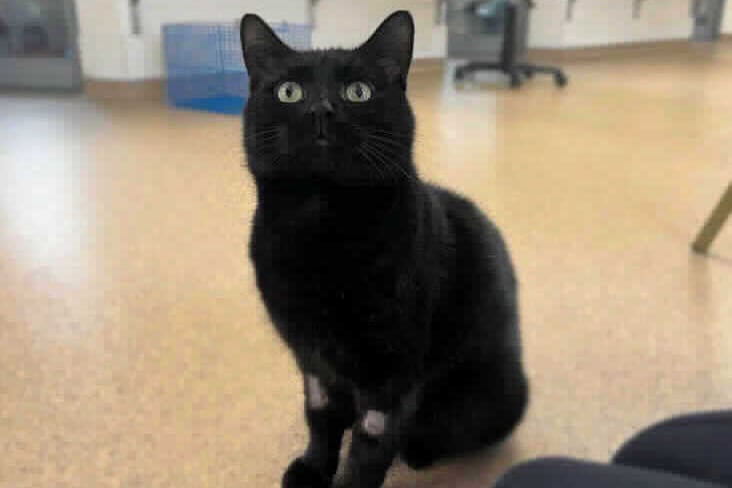 He is 3 years old and had had been injured. He had a metal pellet from an air rifle in his leg. He loves a fuss and would like to be in a home where he is the only pet. 