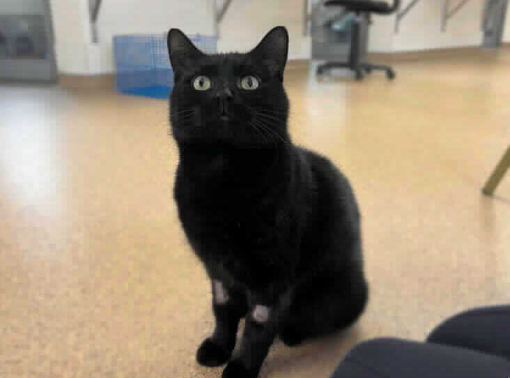 He is 3 years old and had had been injured. He had a metal pellet from an air rifle in his leg. He loves a fuss and would like to be in a home where he is the only pet. 
