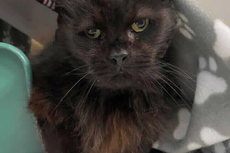 He is 14-years-old and was abandoned by its owner. He is a real sweetie and loves a fuss. Smokey spends most of his day curled up in his comfy bed snoozing the day away.
He is long haired so he will need regular grooming which he absolutely loves. 