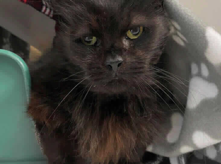He is 14-years-old and was abandoned by its owner. He is a real sweetie and loves a fuss. Smokey spends most of his day curled up in his comfy bed snoozing the day away.
He is long haired so he will need regular grooming which he absolutely loves. 