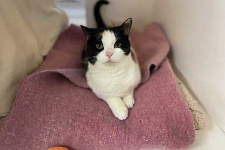 Tinkerbell is 6-12 months. She was shy when she went to the animal centre but now she can sit in the open and watch what is going on around her and she will take treats from the staff. She would prefer a home with no children and a patient owner that understands her needs. 