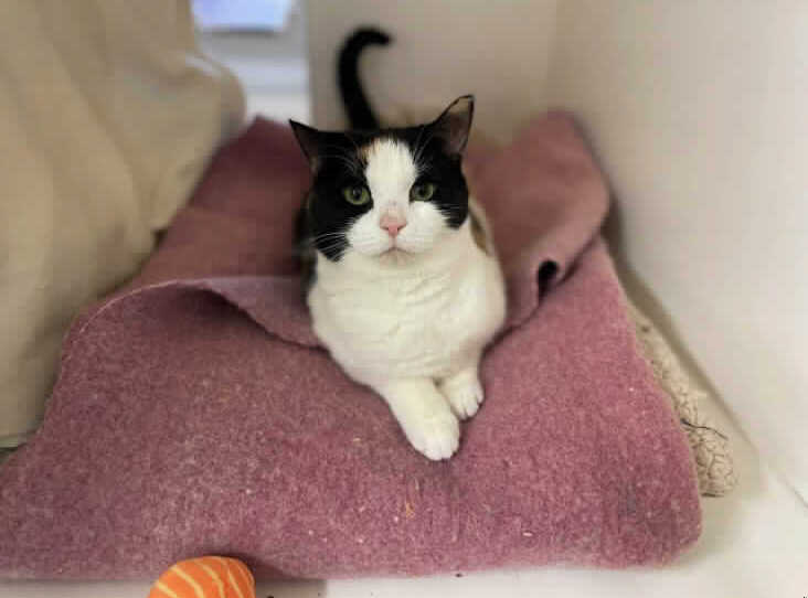 Tinkerbell is 6-12 months. She was shy when she went to the animal centre but now she can sit in the open and watch what is going on around her and she will take treats from the staff. She would prefer a home with no children and a patient owner that understands her needs. 