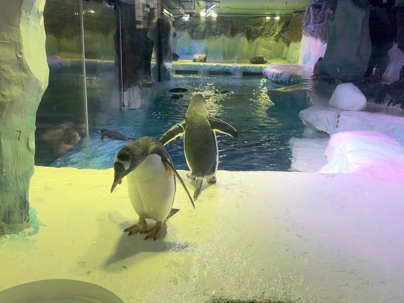 The National Sea Life Centre in Birmingham gives a view of the amazine marine world. From Gentoo Penguins to turtles and sharks, you can see it all. This is a family-friendly venue that adults can enjoy as well. They also offer a Sleepover Experience where you can sleep inside the Ocean Tunnel with sharks, turtles and hundreds of species of fish swimming above you. You can also participate in a range of great aquarium activities without the daytime crowds. (Photo - Local TV)