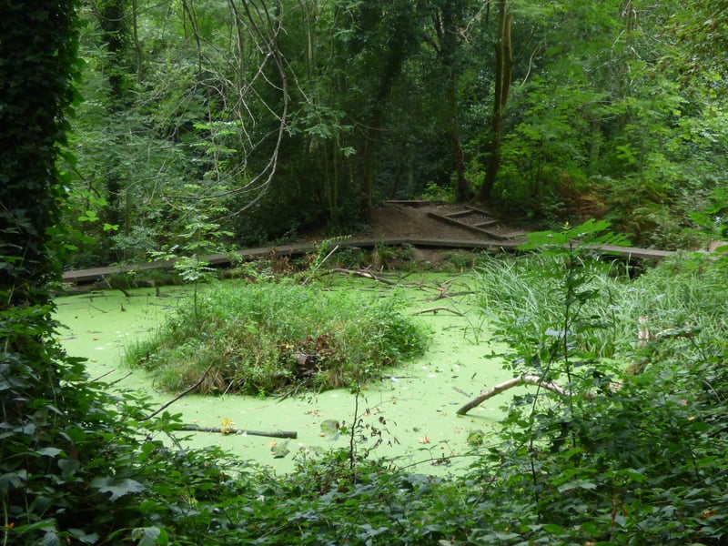 Moseley Bog is one of the destinations for the Lord of the Rings fans as it was the childhood playground for its author JRR Tolkein. This site inspired the ‘old forest’ in The Hobbit and The Lord of The Rings. (Photo -CC BY-SA 2.0/Elliott Brown)