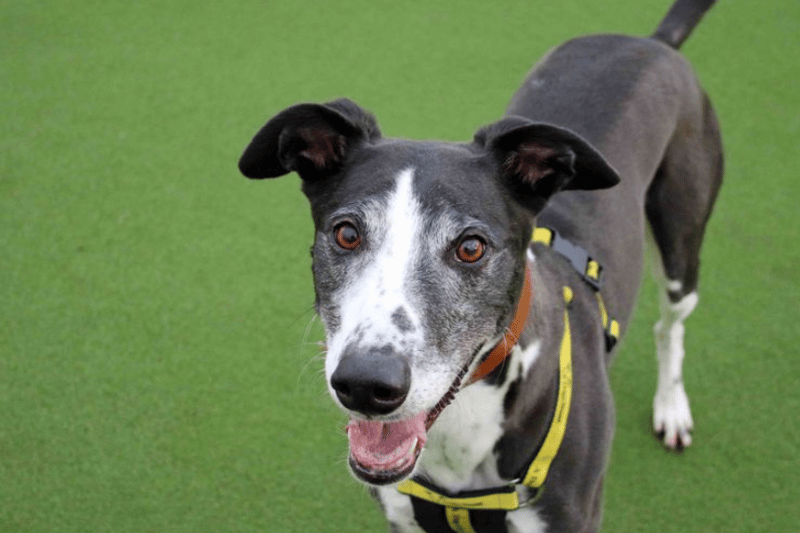 Badger is a sweet boy who can have a sensitive side initially but given time his true personality shines through and he quickly makes friends . He is a lover of food with no boundaries - a very opportunistic boy who will happily help himself to any goodies within his reach.