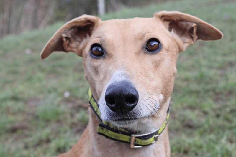 Jimmy loves nothing more than a good fuss and won't turn down a cuddle once he has a bond with you. He is such a handsome chap, who enjoys going out for walks and would like an active lifestyle with his new family. Jimmy can be a little unsure of some new situations and can be a little unsure of some handling so would need his new owners to help build his confidence.
