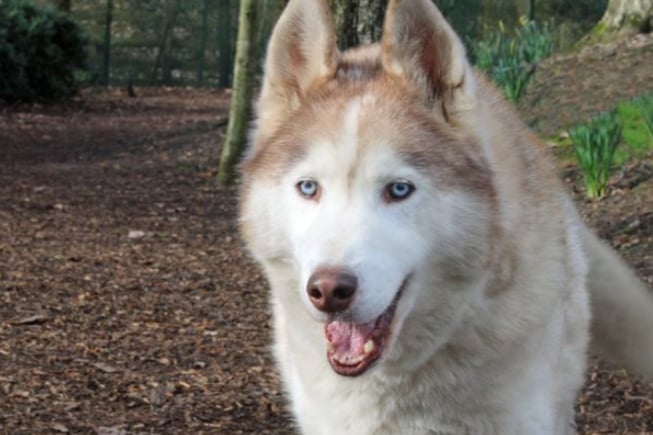 Blue needs to be rehomed with his sister, Mishka. They can live with children of high school age but no other pets or existing dogs. His family will need the room to feed him and Mishka separately.