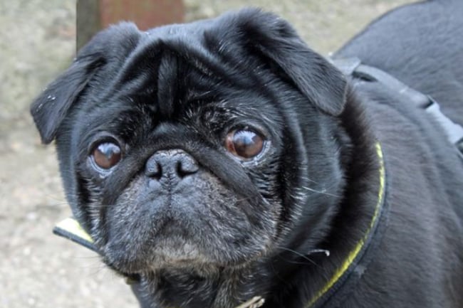 Xavier, a Pug, can live with other dogs although he gets a little frisky at times, but no other pets. He will need a home where any children are over the age of 16. Dogs Trust have no history for Xavier so cannot guarantee that he is house trained, but it is likely.