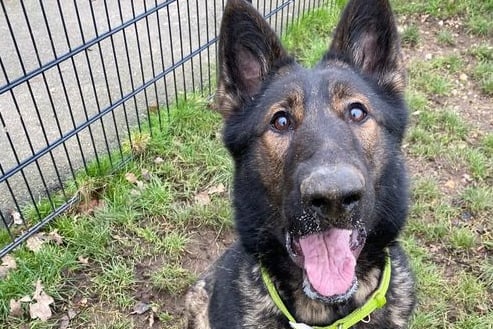 Gaia is a 5 years 6 months old German Shepherd. She is a very lovely, energetic dog that has likely come from a working background. She needs owners who have experience with her breed and are ready to put in the work.