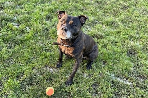 He is an eight year old Staffordshire Bull Terrier. He can be a nervous boy initially and can be slightly vocal. His new adopters will need to go at his pace and give him plenty of time to settle and find his feet.