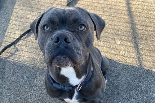 He is a one year five months old XL Bully. He is a large happy, bouncy lad. He will need an active home to help burn off some of his energy levels and owners that are experienced in his breed.