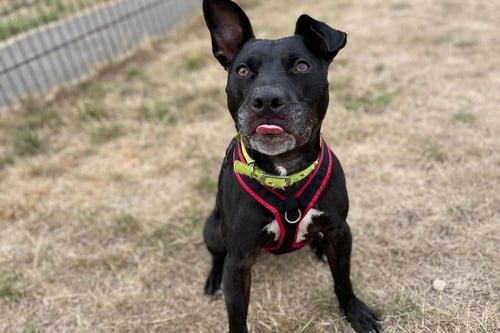 Luna is a Staffordshire Bull Terrier. She is an extremely loyal, loving and affectionate girl who adores human company and attention. She is a people pleaser and needs an understanding home. 
