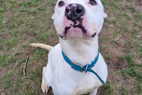 He is a one year and six months old American Bulldog. He is an incredibly happy and sociable boy who loves having cuddles and chasing balls. He is a fairly clever boy who has taken very well to his basic obedience, and has some recall in secure enclosed areas.  