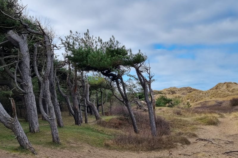 A meeting of two worlds as the pine trees - looking like something out of a brothers Grimm fairytale having been twisted by the sand and the wind coming off the sea - give way to rolling sand dunes.