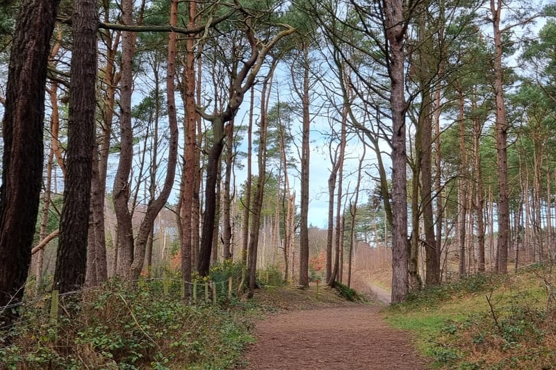 The path cuts deep into the pinewoods as it leads you towards the coast. You can catch glimpses of red squirrels leaping through the tree tops or foraging on the ground.
