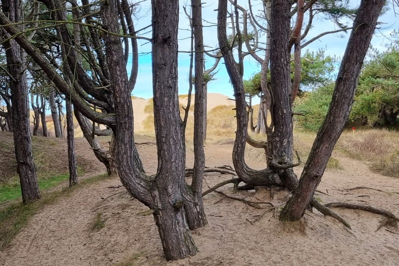 The pinewoods clear and through the gnarled trunks of the trees you can see the sand dunes and the promise of the beach beyond.