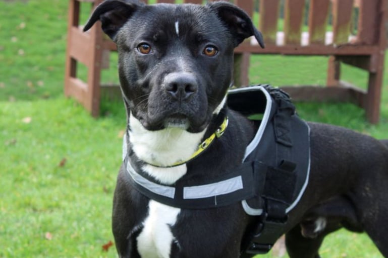 Shadow - a Terrier (Staffordshire Bull) Cross - can live with children over the age of 12 and although he is friendly with other dogs, he lacks social skills and will need to be the only pet at home. He is house trained and OK to be left for an hour or two by himself, but no longer.