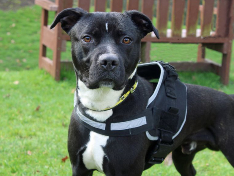 Shadow - a Terrier (Staffordshire Bull) Cross - can live with children over the age of 12 and although he is friendly with other dogs, he lacks social skills and will need to be the only pet at home. He is house trained and OK to be left for an hour or two by himself, but no longer.
