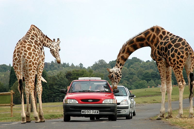 You can drive your car through the 150 acre safari park to see the world’s most beautiful and critically endangered animals. Split into African and Asian areas, almost all of the animals are free-roaming. There is also a theme park within. (Photo - Robek/ GNU Free Documentation License, Version 1.2 )