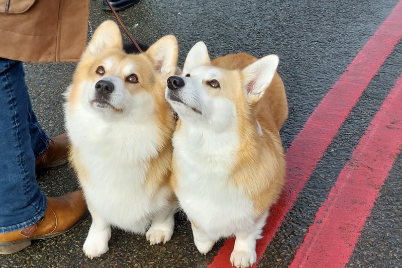 These Corgis will also be competing this year. 