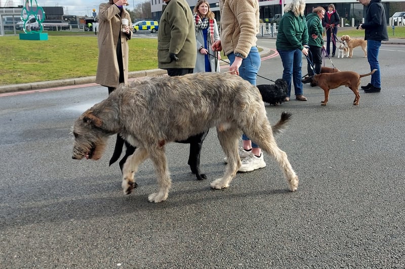 Ragna, the Irish Wolfhound