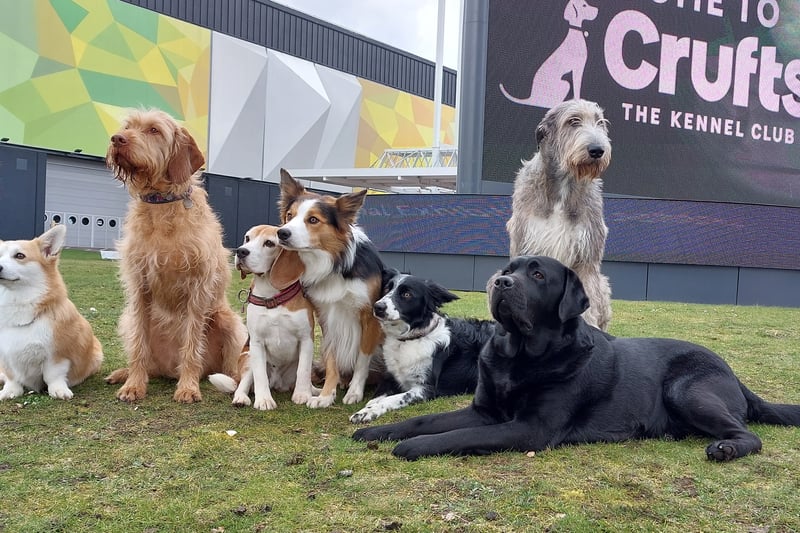 Several different breeds of dogs will be competing at the dog show. 