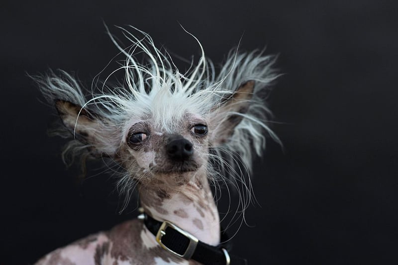 He poses for a portrait after competing in the World’s Ugliest Dog Competition in Petaluma, California on June 26, 2015. (Photo -d Josh Edelson/AFP via Getty Images)