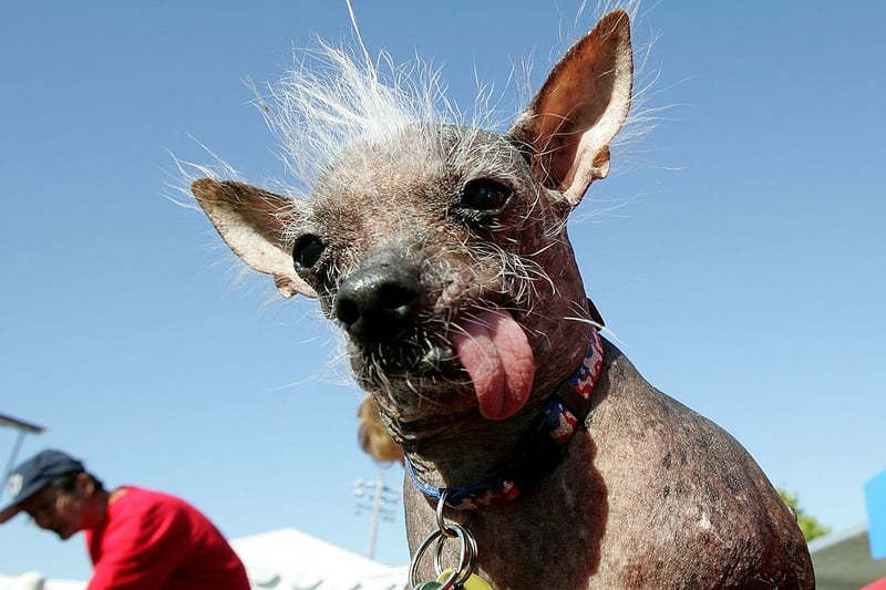 He is a Chinese Crested dog and he won during the 18th annual World’s Ugliest Dog competition June 23, 2006 at the Sonoma-Marin Fair in Petaluma, California. Heather Peoples of Phoenix, Arizona and her dog Archie took home a $1,000 dollar prize for winning this years contest.  (Photo by Justin Sullivan/Getty Images)