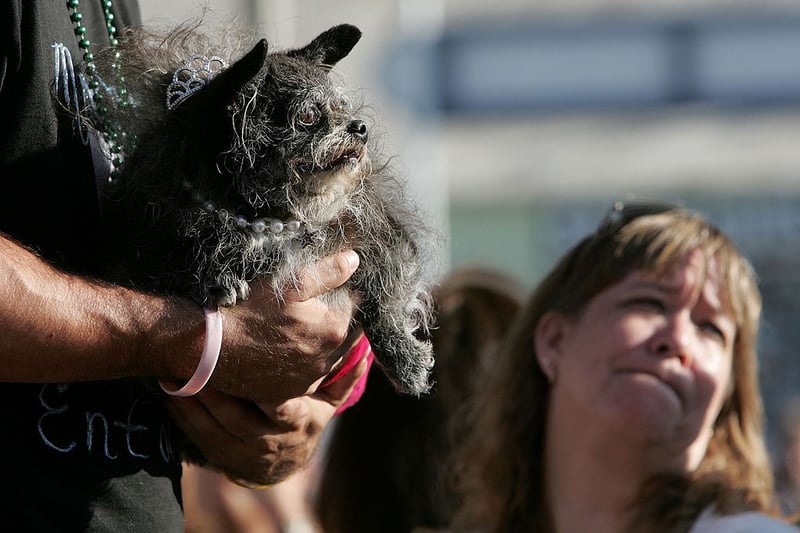He is seen during the 18th annual World’s Ugliest Dog competition June 23, 2006 at the Sonoma-Marin Fair in Petaluma, California. (Photo by Justin Sullivan/Getty Images)