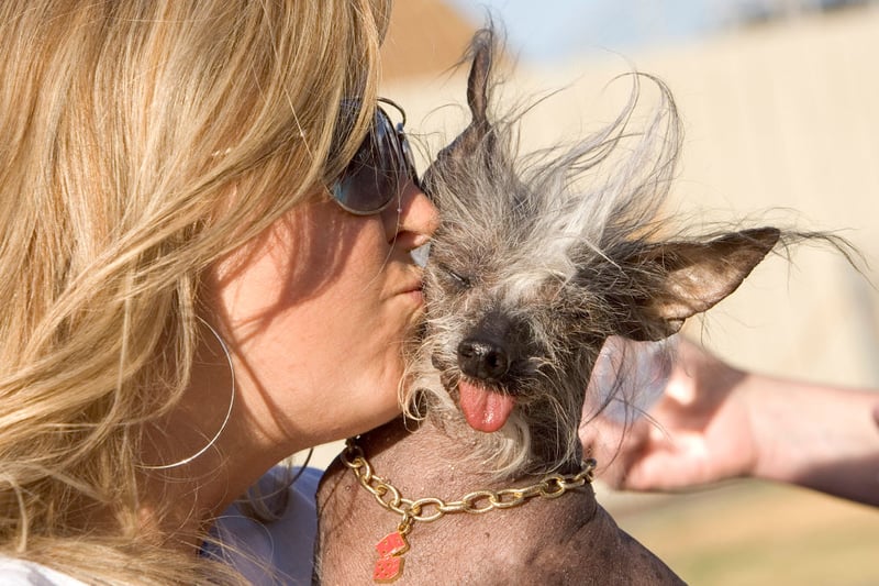 She gets a kiss from her owner Tamara at the 2007 World’s Ugliest Dog Contest June 22, 2007 in Petaluma, California. Poppy was rescued, like many dogs in the contest and was saved from a puppy mill by Crest-Care one of many animal rescue organizations found across the country.  (Photo by David Paul Morris/Getty Images)