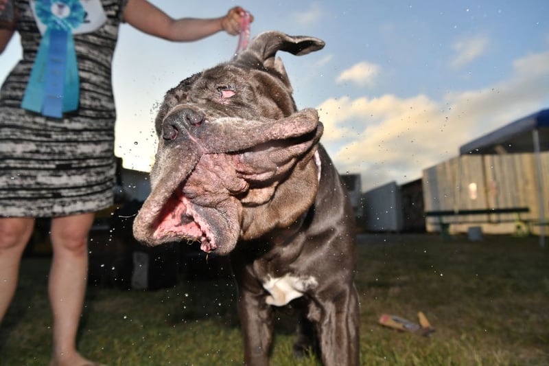 She shakes water off her head after winning this year’s World’s Ugliest Dog Competition in Petaluma, California on June 23, 2017. The winner of the competition is awarded $1500, a trophy, and is flown to New York for media appearances. (Photo by JOSH EDELSON/AFP via Getty Images)