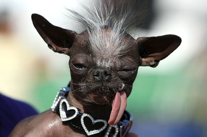 Owners of ugly dogs travel to Petaluma from all over the country to participate in the annual contest.   (Photo by Justin Sullivan/Getty Images)
