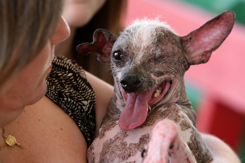 Jeanenne Teed of St. Petersburg, Florida holds her one-eyed, three legged dog before the start of the 20th Annual Ugliest Dog Competition at the Sonoma-Marin Fair June 20, 2008 in Petaluma, California. He was named winner. (Photo by Justin Sullivan/Getty Images)