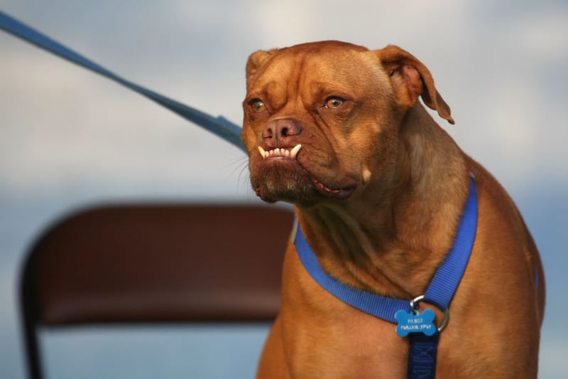 He shows off his underbite during the 21st Annual World’s Ugliest Dog Contest at the Sonoma-Marin Fair June 26, 2009 in Petaluma, California. Pabst, a four year-old boxer mix won the annual World’s Ugliest Dog contest.  (Photo by Justin Sullivan/Getty Images)