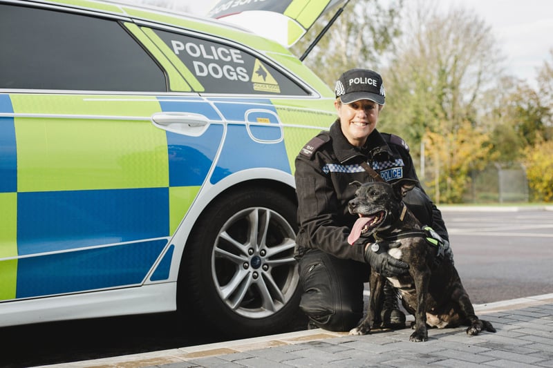 Police Dog Stella has just retired from Gloucestershire police after serving eight and a half years as a police drugs, cash and firearms recovery dog and has now been nominated for The Kennel Club Hero Dog Award 2023.  Despite her sad start to life, as an RSPCA rescue dog, Stella overcame the odds in 2014 to become the first Staffordshire Bull Terrier Police Dog in the UK.  (Photo - The Kennel Club/Ellie Smeaton)