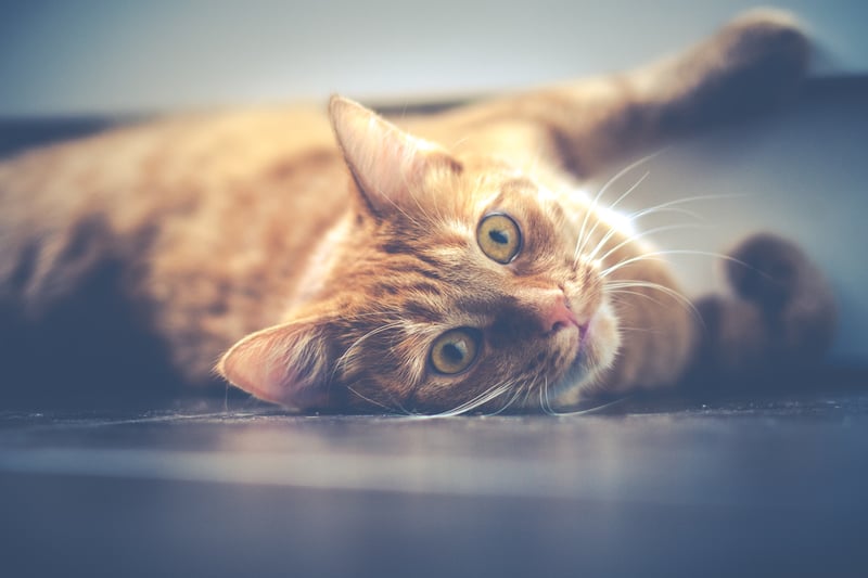 This is a fun trick to do with your cat and is guaranteed to impress an audience.

First, train your cat to lie down.
Once they have completed lie down, hold a treat to your cat’s nose.
Slowly move the treat so that your cat tilts its head.
Move the treat slowly so that the cat rolls onto its side.
Once your cat is on its side, reward it with a treat and use the command “rollover”.
Keep repeating this trick until your cat automatically lies down on its side.
The final step is to arc your hand to encourage your cat to roll all the way over, reward with lots of treats and praise. (Photo - Unsplash)