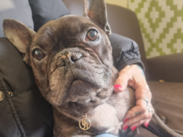 Ruby is looking for a home with her daughter, Dotty. The pair of French Bulldogs are aged 11 and 3 and need a home with people who are around a lot of the time. Freshfields are looking for fosterers first, to assess their needs, and then potentially permanent owners.